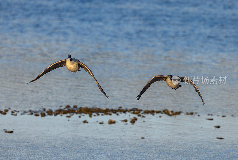 加拿大飞鹅(Branta canadensis)